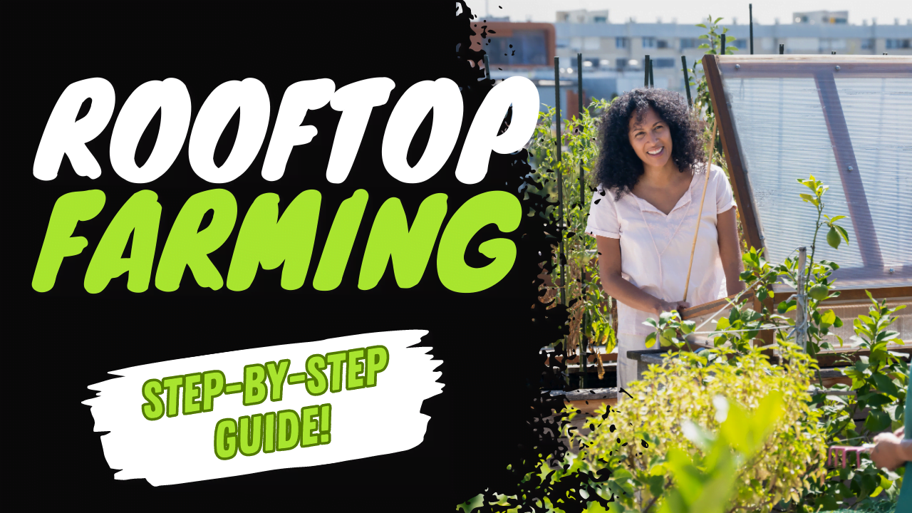 Urban gardener tending to their rooftop farm, harvesting fresh vegetables