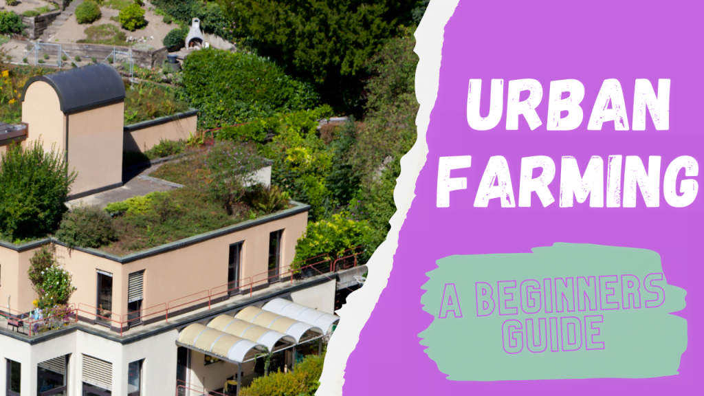 The Beginners Guide to URBAN FARMING AND CITY FARMS