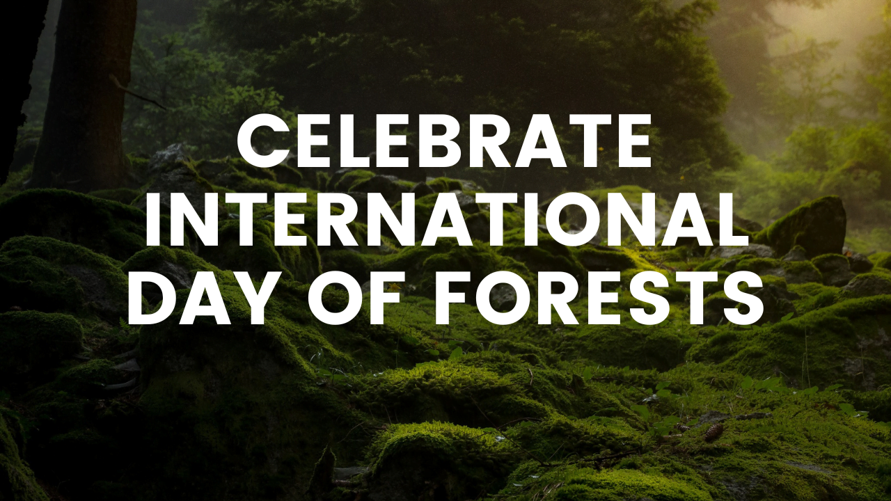 Celebrate International Day Of Forests: A Dynamic Guide